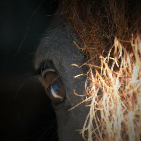 Vendégház Sterrenhoeve 3*